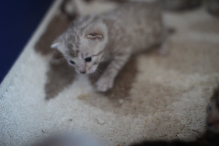 실밍크 스노우뱅갈고양이 분양 천사냥이 4남매 관련 이미지 3