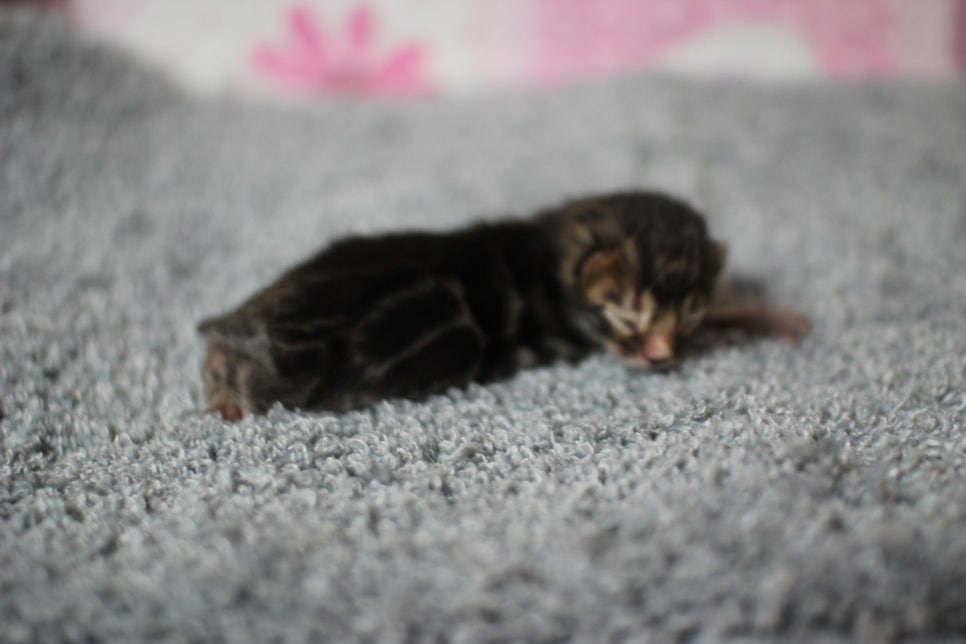 어메이징한 브라운 뱅갈고양이 남아가 태어났어요~ 관련 이미지 6