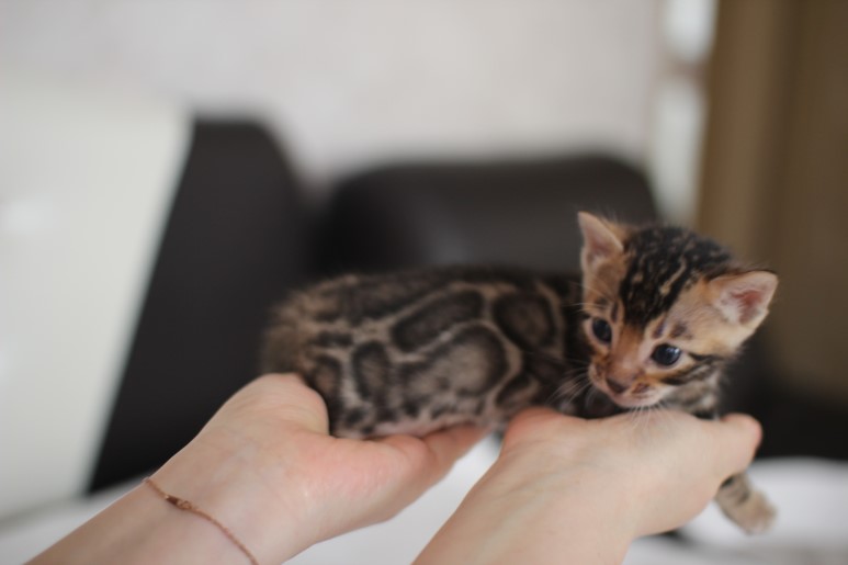 고퀄리티 빅로젯 뱅갈고양이 삼남매 분양합니다~ 관련 이미지 15