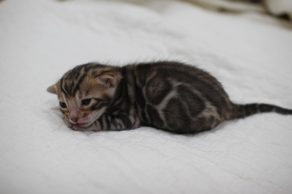 포동포동 건강히  잘 크고 있는 뱅갈고양이 남아예요~ 관련 이미지 2