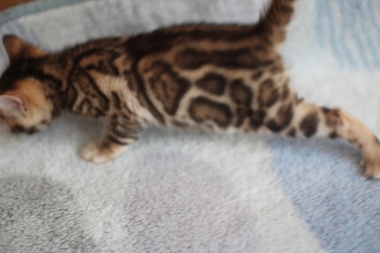 뱅갈고양이 예약된 여아예요~ 관련 이미지 7