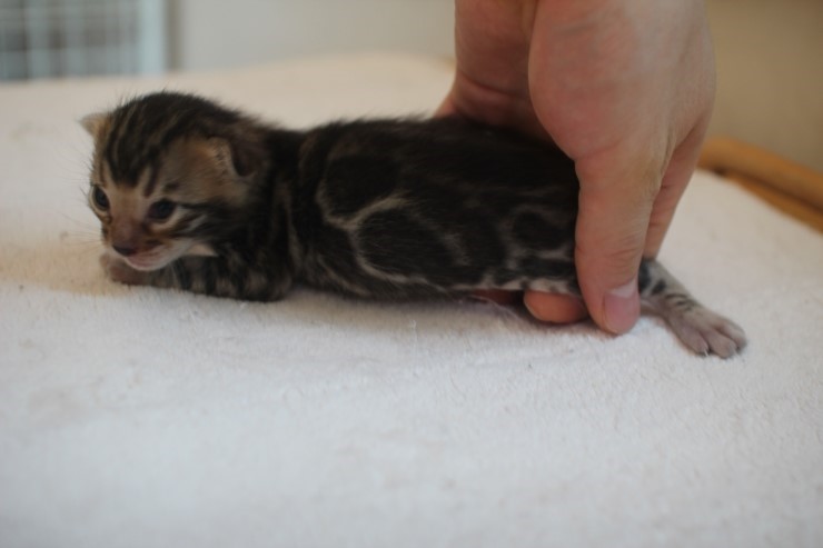 소유뱅갈캐터리에 방문해 주시는 분들 즐겁고 풍성한 한가위 되세요~^^ 관련 이미지 2