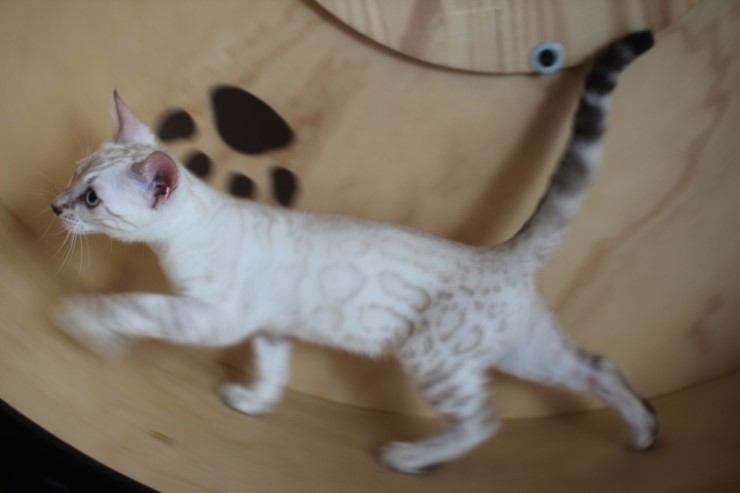 뱅갈고양이 소유캐터리 꼬맹이들 운동시간~ 관련 이미지 12