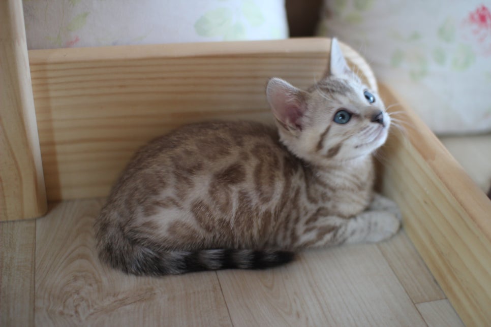 뱅갈고양이에 매력은 끝이 없어요! 관련 이미지 19