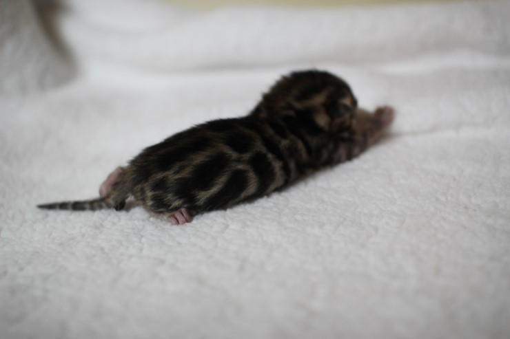 new litter 관련 이미지 13