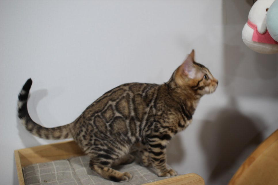 애교가 넘치는 미남 뱅갈고양이 분양해요~ 관련 이미지 5