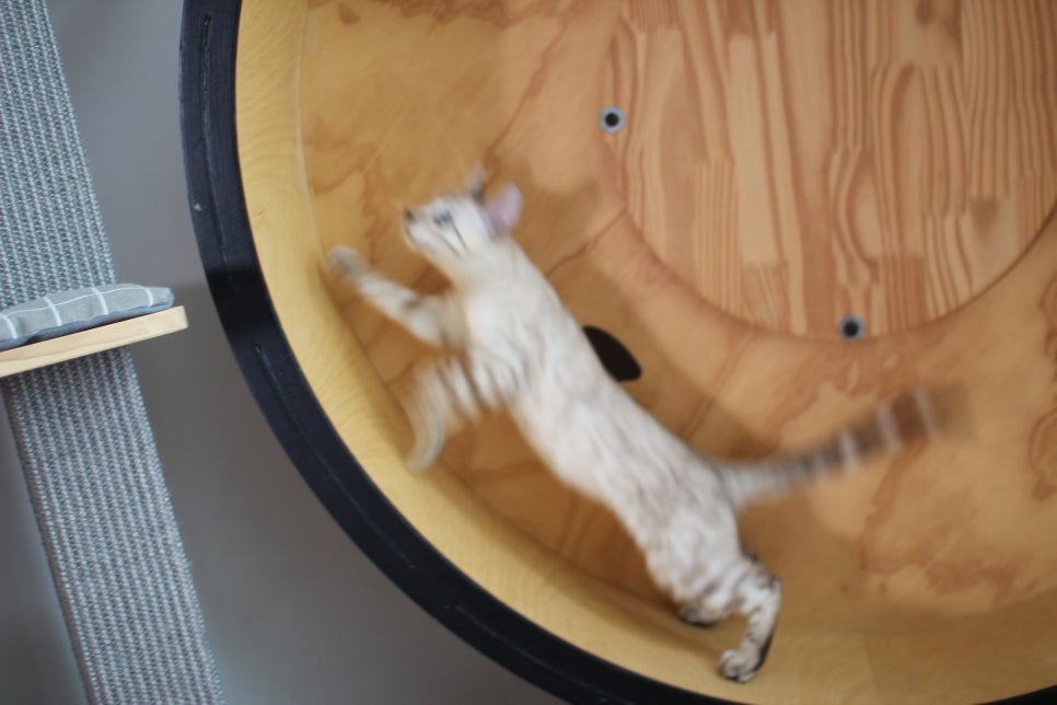 분양중인 스노우뱅갈고양이 남매예요~ 관련 이미지 26