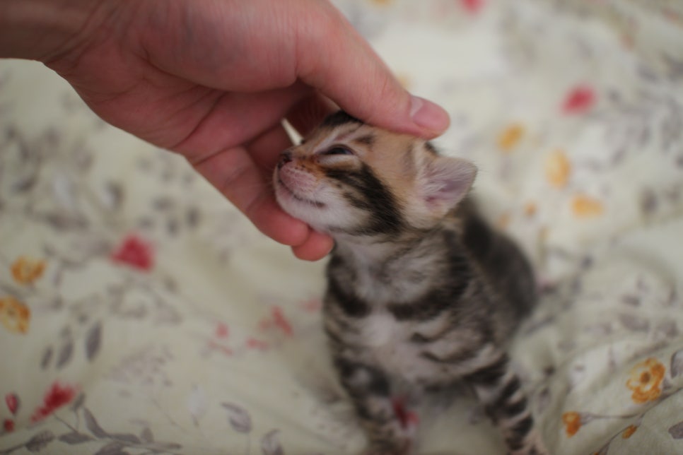 아가 뱅갈고양이 벌써부터 개냥이에 모습이~ 관련 이미지 7