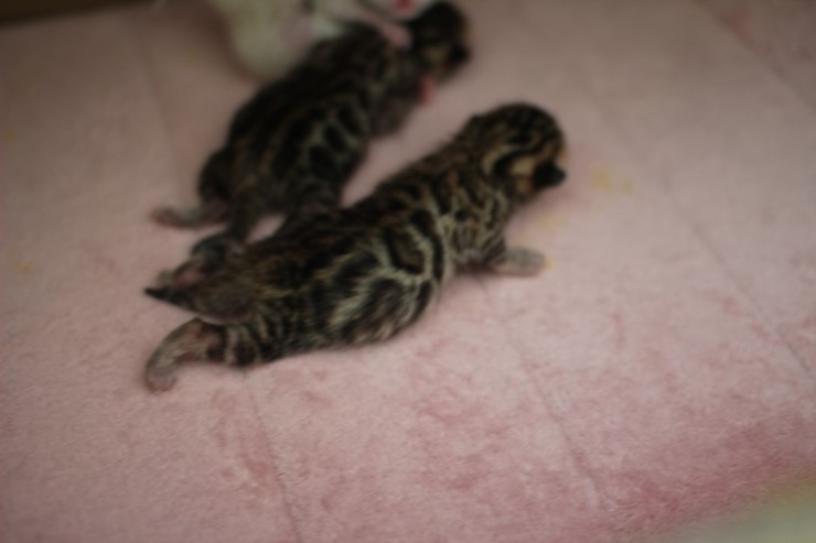 new litter 관련 이미지 7