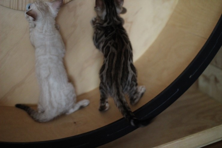 뱅갈고양이 꼬맹이들 놀아요~ 관련 이미지 2