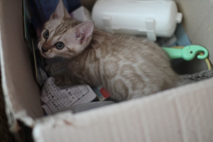 말썽꾸러기 스노우 뱅갈고양이 꼬맹이들 입니다~ 관련 이미지 6