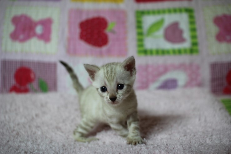 스노우뱅갈고양이 꼬맹이 여아 관련 이미지 1