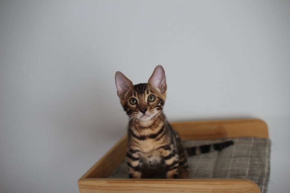 개냥이 중에 개냥이 뱅갈고양이 남아1 분양해요~ 관련 이미지 1