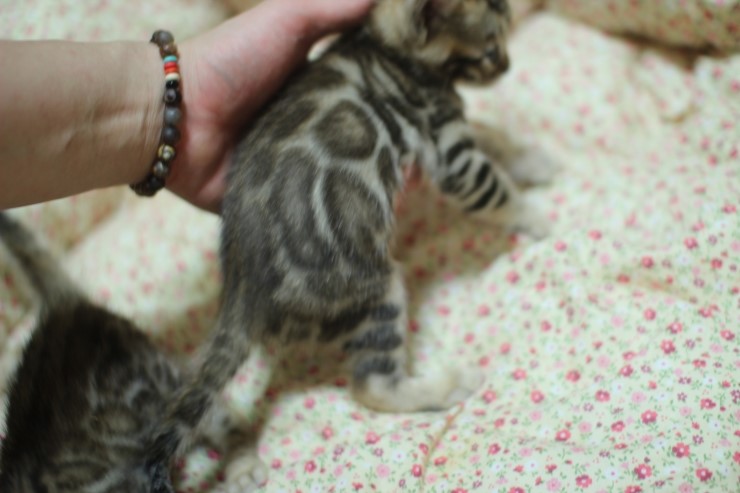 뱅갈고양이 예약된 여아예요~ 관련 이미지 4