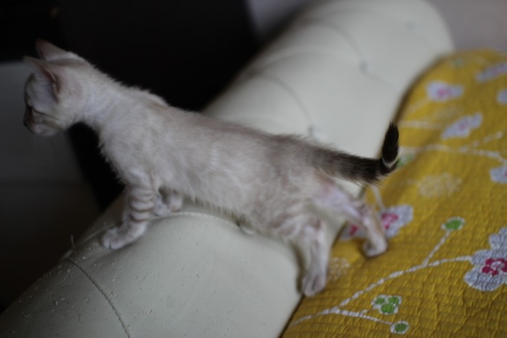 실링스 뱅갈고양이 막둥이예요~ 관련 이미지 4