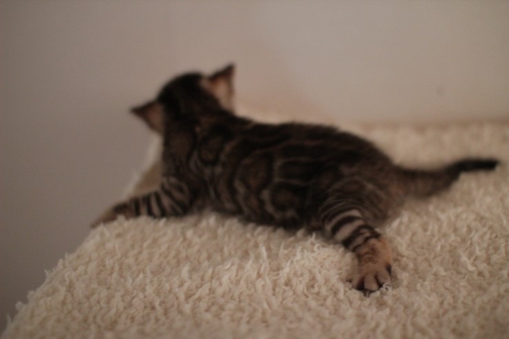 뱅갈고양이 꼬물이에서 꼬맹이 됬어요~ 관련 이미지 5