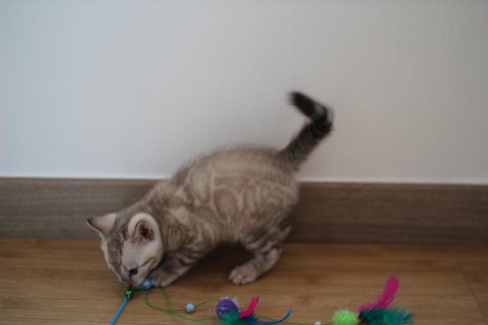 실밍크 뱅갈고양이 키퍼 남아 완전 말썽꾸러기 관련 이미지 10