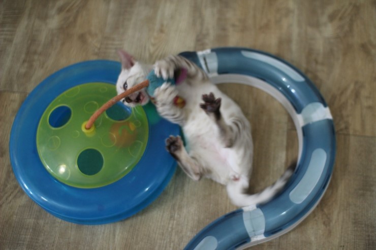 뱅갈고양이,스노우뱅갈고양이, 초아도 장난감에 푹 빠졌습니다~~~ 관련 이미지 6