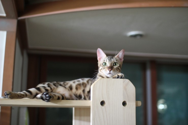 뱅갈고양이 브라운 뱅갈고양이 아이들^^ 관련 이미지 2