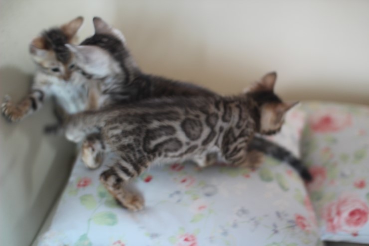 스노우 뱅갈고양이,실버 뱅갈고양이,브라운 뱅갈고양이 꼬맹이들~ 관련 이미지 11