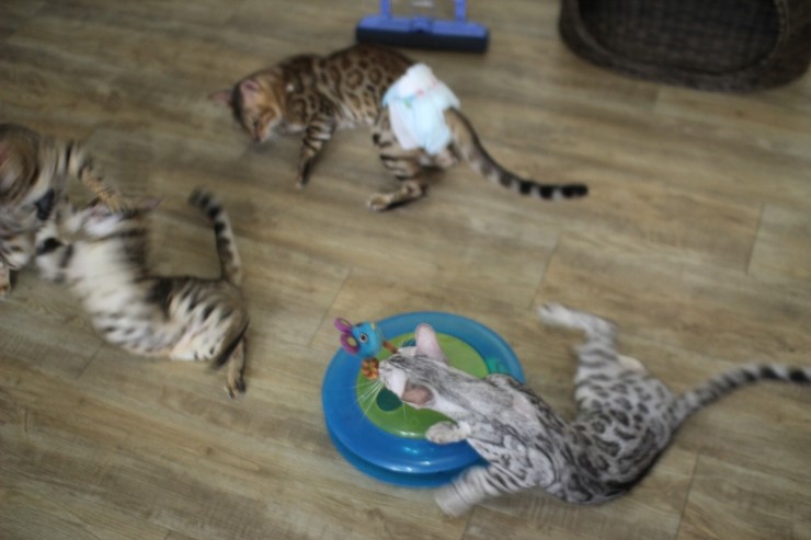 뱅갈고양이,실버뱅갈고양이,장난감 쟁탈전~~~ 관련 이미지 5