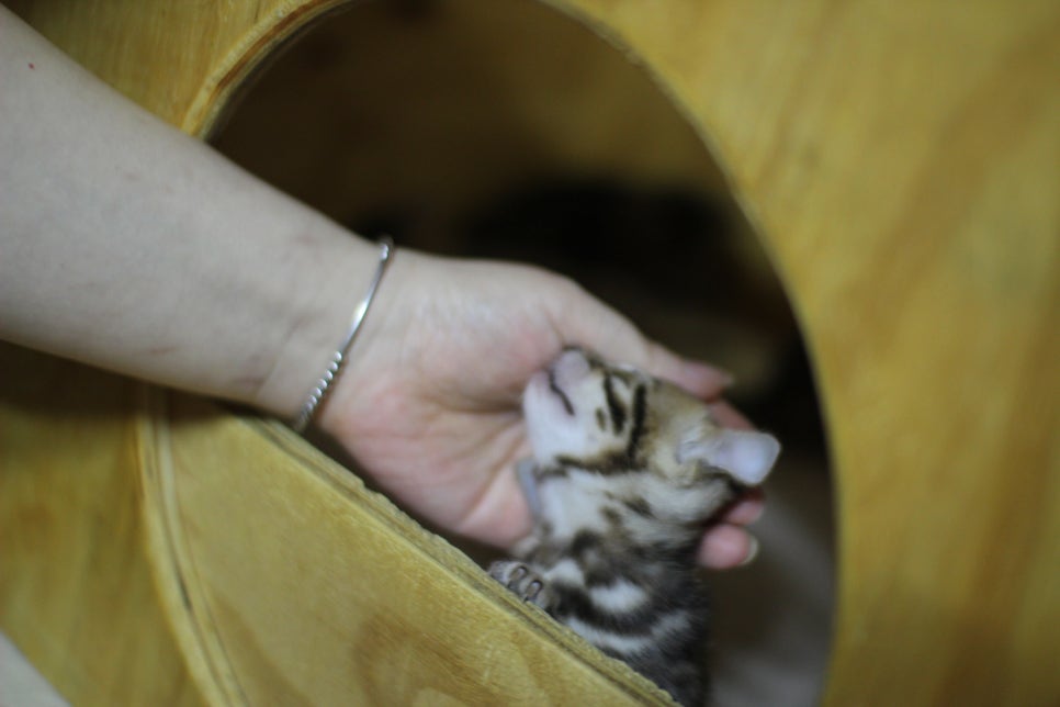뱅갈고양이 4남매 산실박스에서 나올려고 해요~ 관련 이미지 2