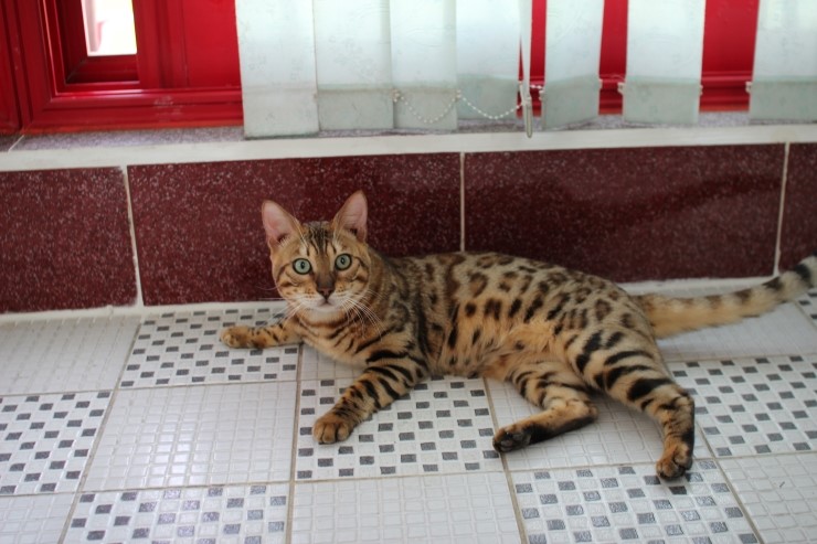 날도 많이 풀렸으니 베란다에서 놀거라 ㅎㅎ 관련 이미지 5