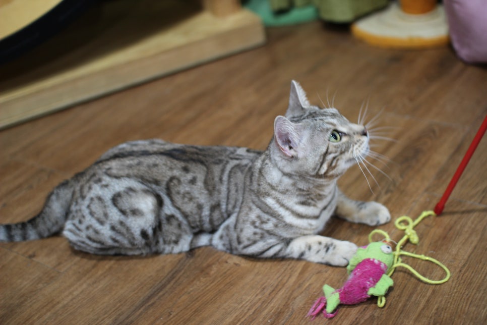 실버뱅갈고양이 성묘여아 완전 개냥이 분양해요^^ 관련 이미지 5