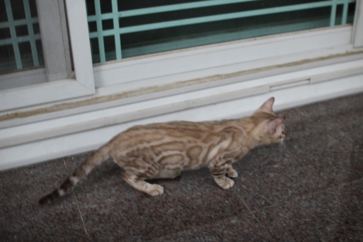 실밍크 뱅갈고양이 남아 킹 입니다~ 관련 이미지 2