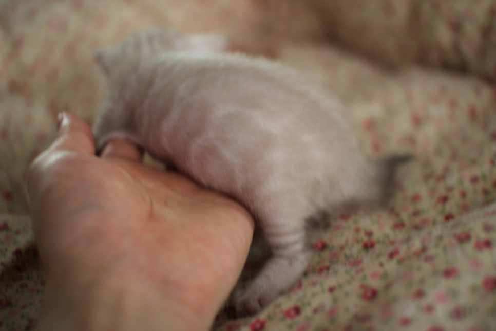 빅로젯이 이쁜 스노우뱅갈고양이 남아예요~ 관련 이미지 2