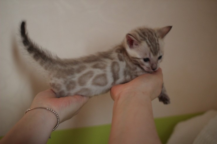 뱅갈고양이 분양 그냥 지나칠수 없을걸? 관련 이미지 33