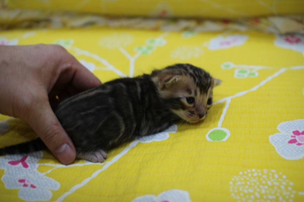 꽉찬 빅로젯이 멋진 브라운 뱅갈고양이 여아예요~ 관련 이미지 4