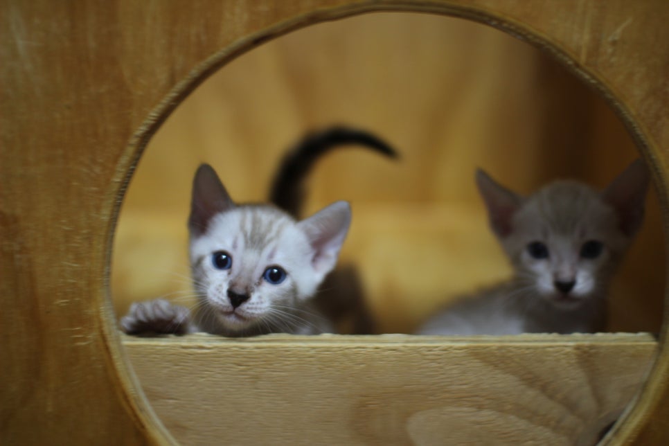 스노우뱅갈고양이 꼬맹이들~ 관련 이미지 17