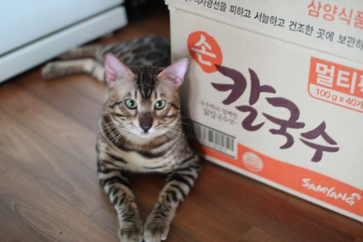 우리 레인이 손칼국수 아니예요 ㅎㅎㅎ 관련 이미지 1