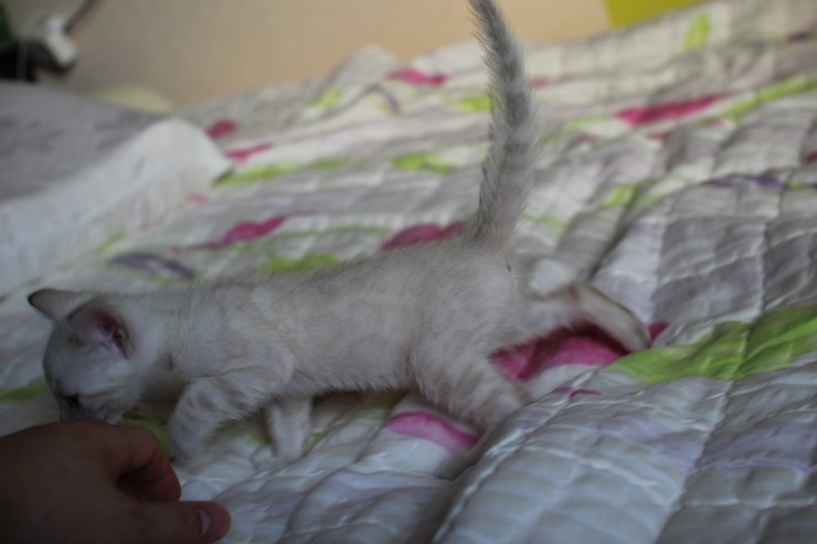 실링스 여아 입니다~ 관련 이미지 6