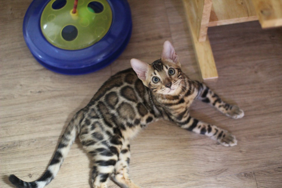 뱅갈고양이 강아지 같은 아이들 분양해요~ 관련 이미지 5