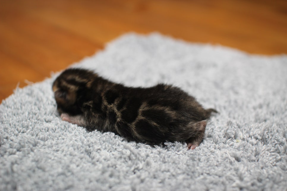 어메이징한 브라운 뱅갈고양이 남아가 태어났어요~ 관련 이미지 13