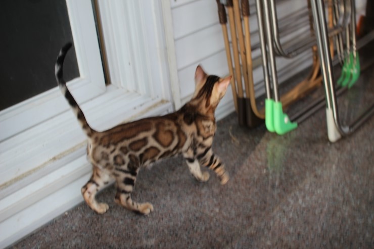 브라운 뱅갈고양이 남아 크리스티안 입니다~ 관련 이미지 3