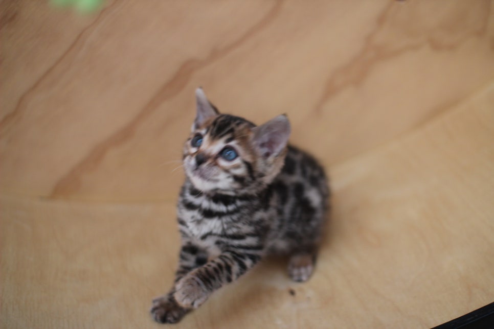 뱅갈고양이분양 사랑스러운 개냥이들~ 관련 이미지 8