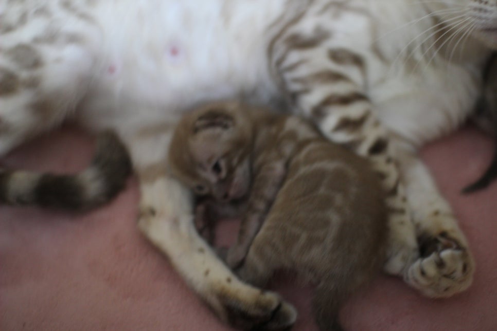 밍크차콜 뱅갈고양이 꼬물이에 사랑스러운 모습~ 관련 이미지 8