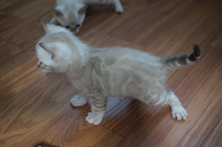 뱅갈고양이 곰돌이,삼돌이~ 관련 이미지 3