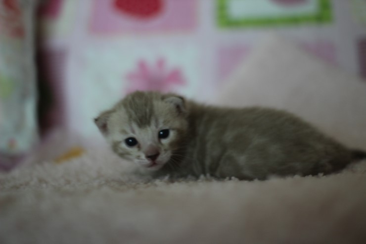 실밍크뱅갈고양이 곰돌이 남아예요 관련 이미지 2