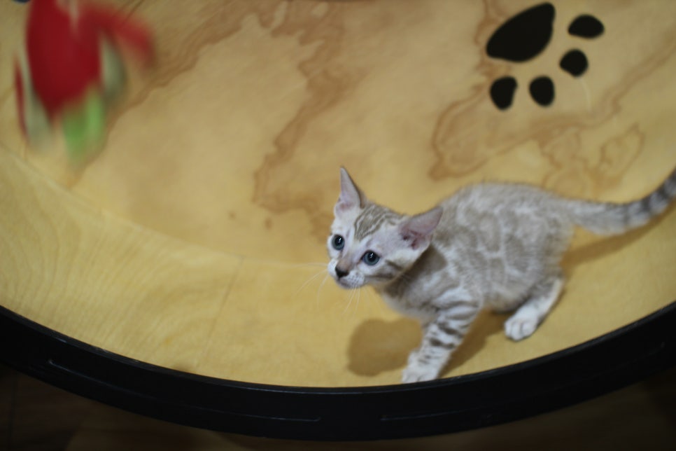 실밍크뱅갈고양이 여아 분양해요~ 관련 이미지 5