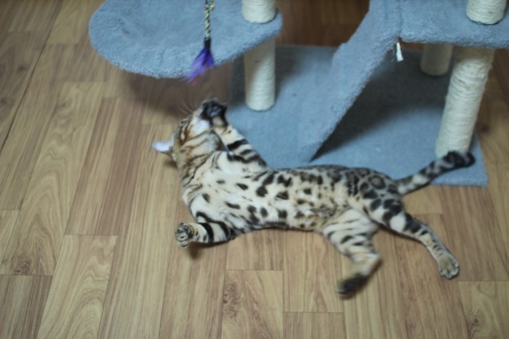 뱅갈고양이 장고 신났네요 ㅎㅎㅎ 관련 이미지 13