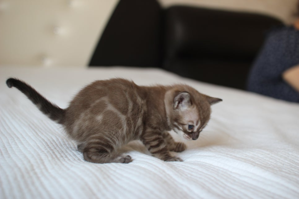 밍크차콜 뱅갈고양이 남아 예약 분양 합니다~ 관련 이미지 4