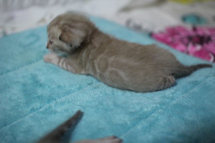실밍크 뱅갈고양이 꼬맹이 남아들 관련 이미지 4