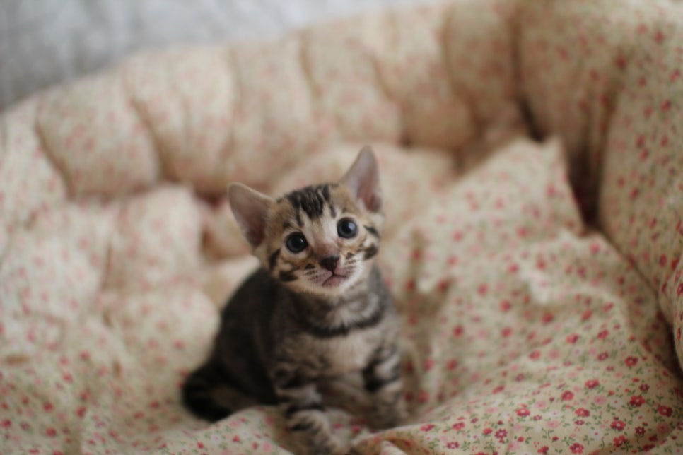 브라운 여아1 분양합니다~ 관련 이미지 1