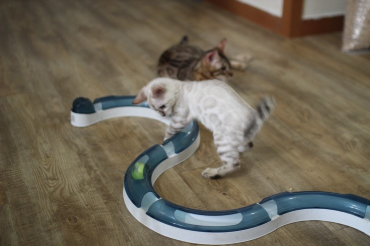 뱅갈고양이,뱅갈고양이분양,청소후 한컷~~~ 관련 이미지 6