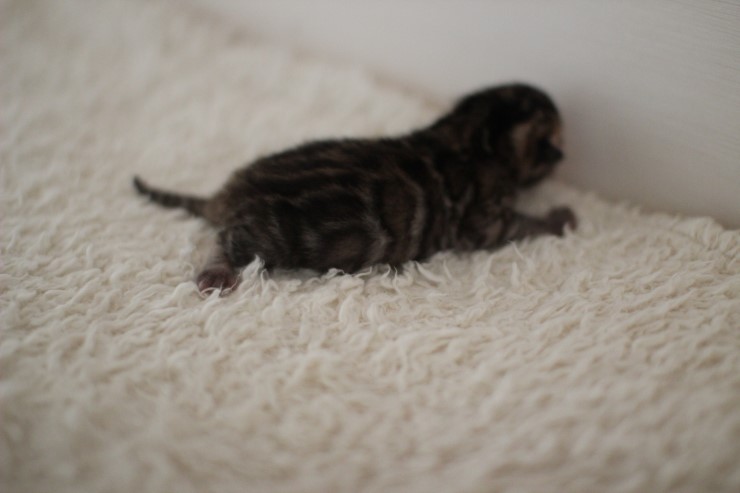 어제 태어난 뱅갈고양이 꼬물이 남아예요~ 관련 이미지 6