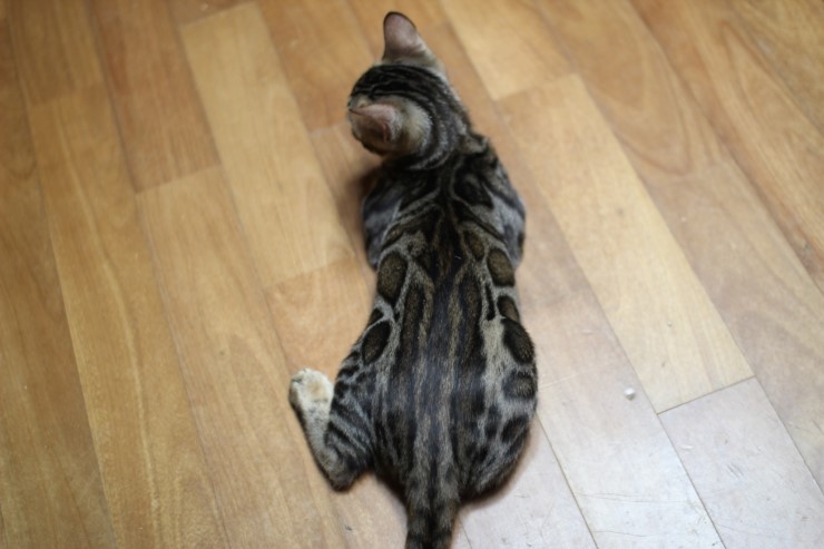 뱅갈고양이 이번 리터에 키퍼가 될 여아들 입니다~ 관련 이미지 3